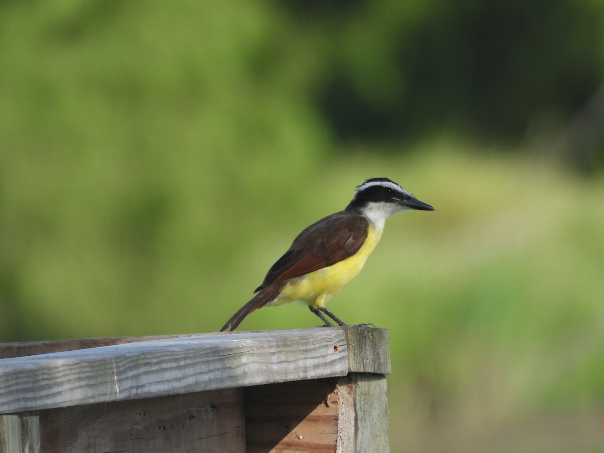 Great Kiskadee - ML641877060