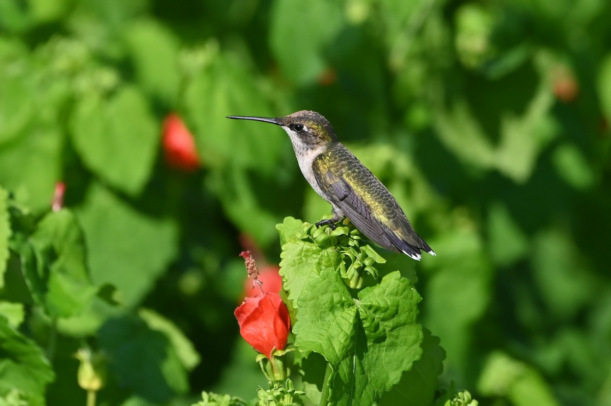 Ruby-throated Hummingbird - ML641877062