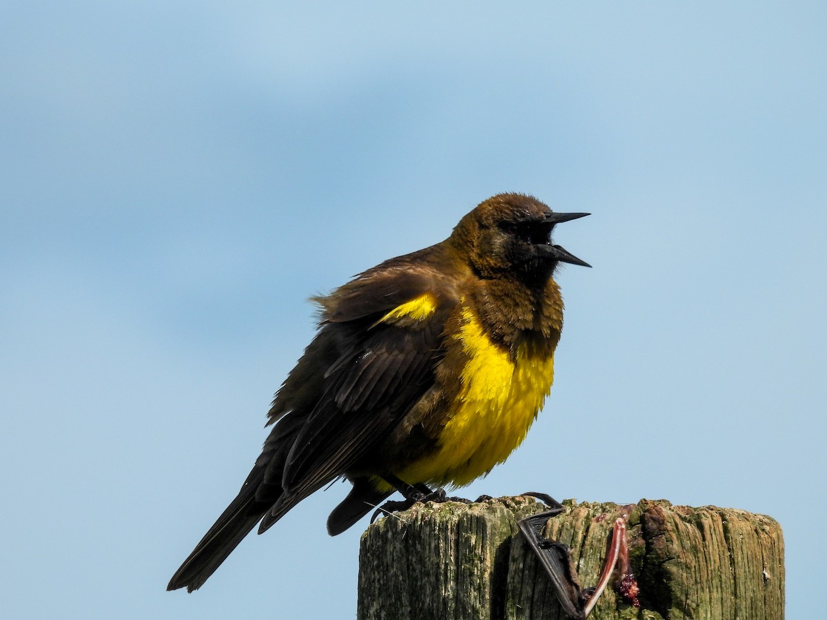 Brown-and-yellow Marshbird - ML641877067