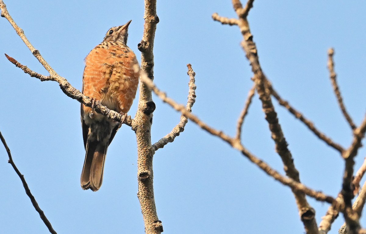 American Robin - ML641877072