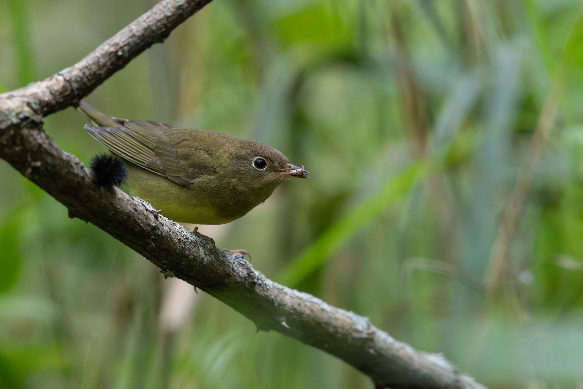 Connecticut Warbler - ML641877078