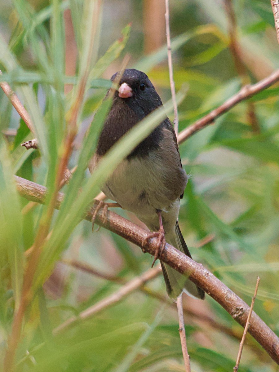 strnadec zimní [skupina oreganus] - ML641877094