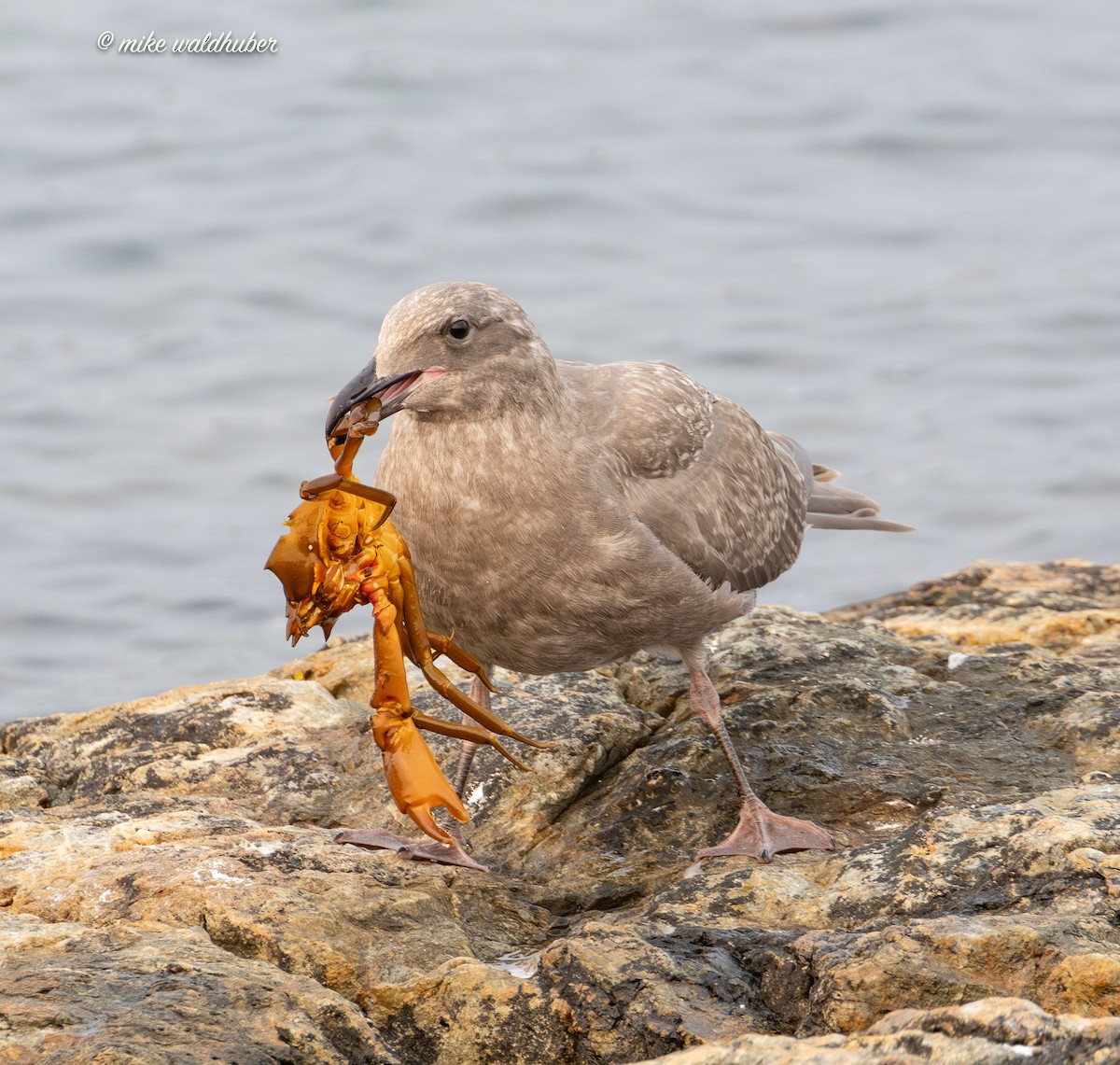 Glaucous-winged Gull - ML641877096