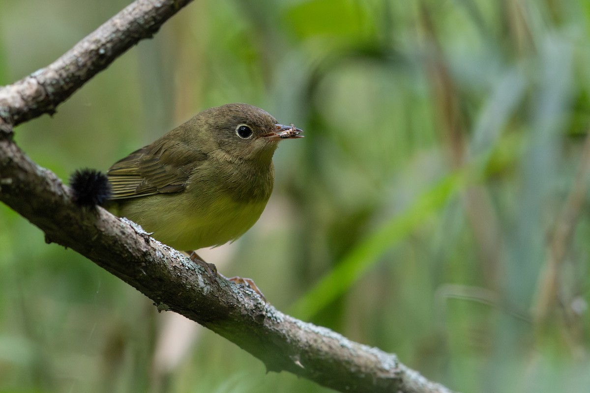 Connecticut Warbler - ML641877100