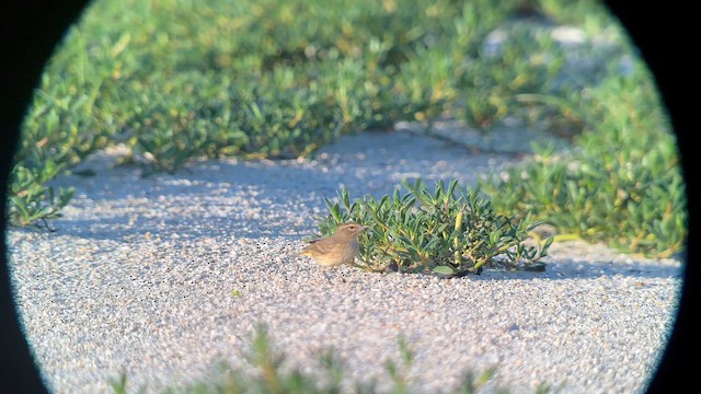 Palm Warbler (Western) - ML641877112