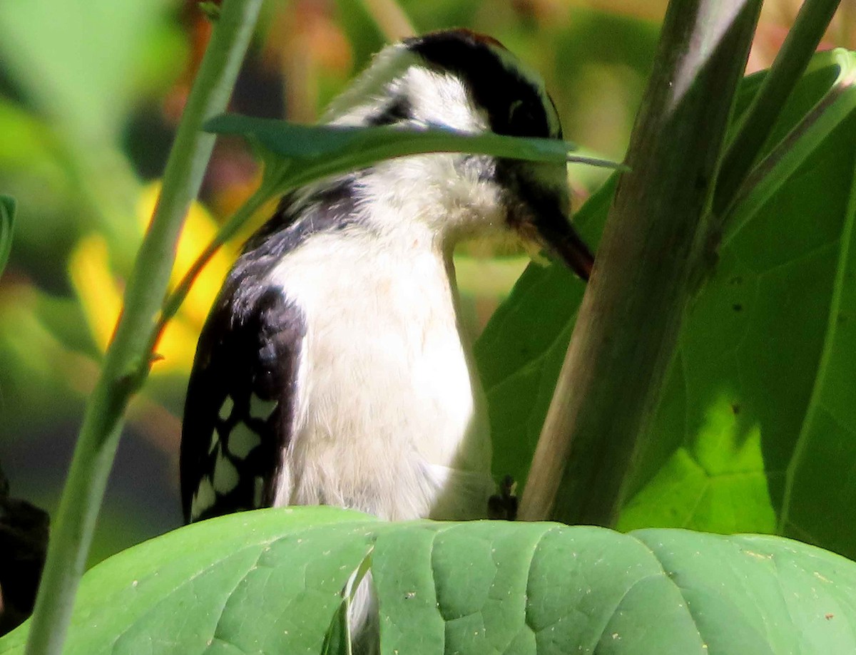 Downy Woodpecker - ML641877123