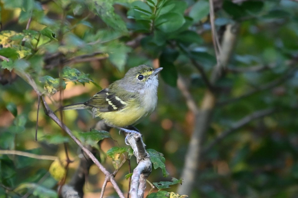 White-eyed Vireo - ML641877124