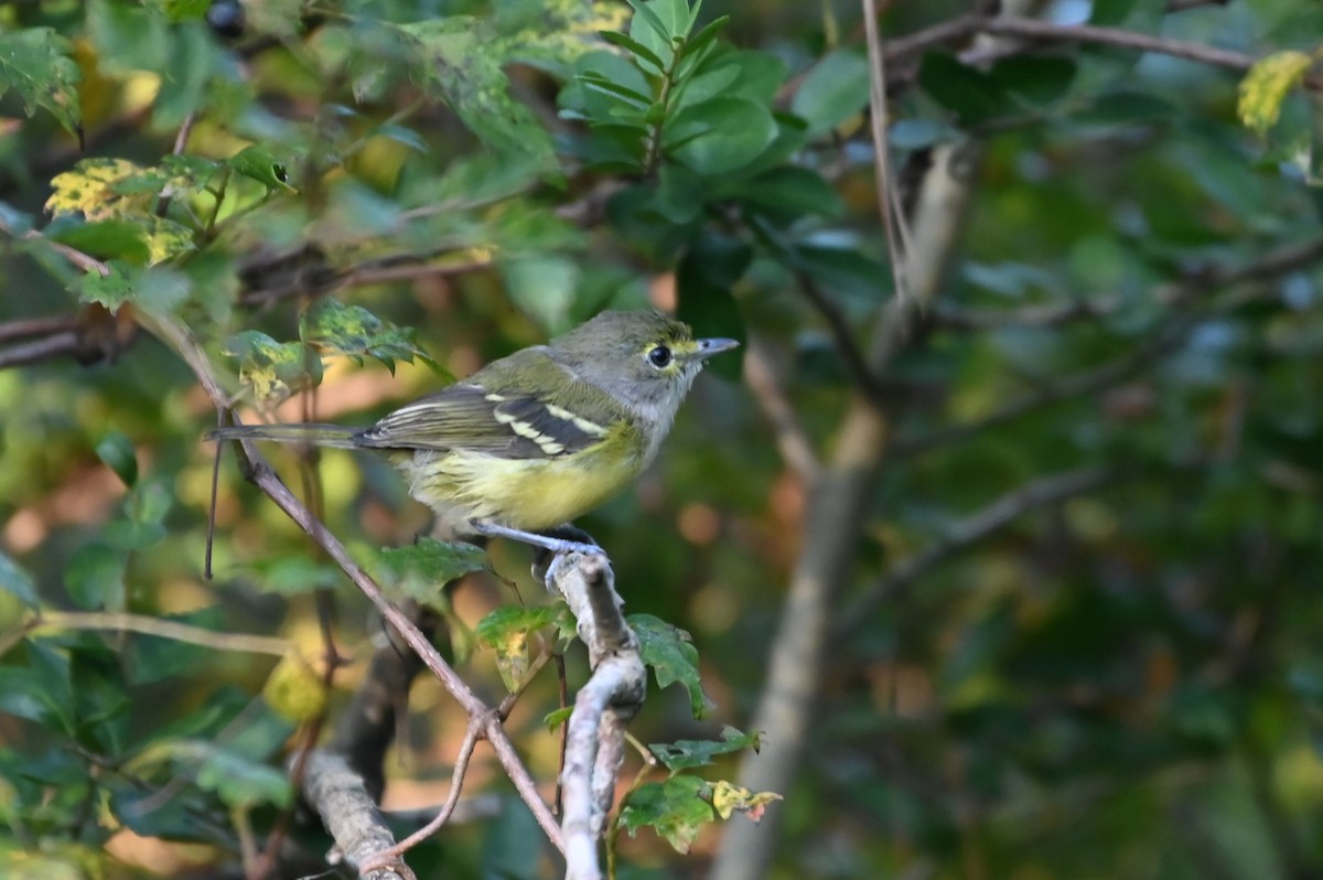 White-eyed Vireo - ML641877125
