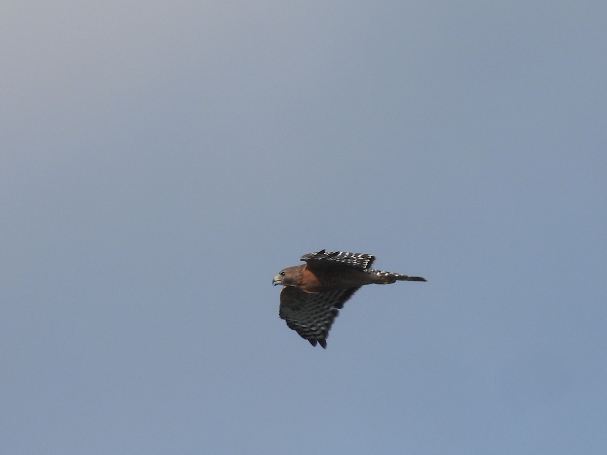 Red-shouldered Hawk (lineatus Group) - ML641877128