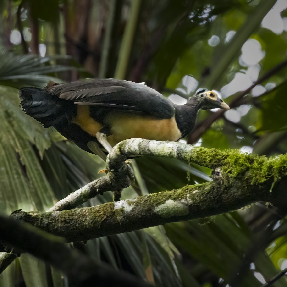 Maleo - ML641877135