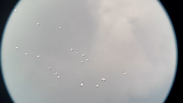American White Pelican - ML641877160