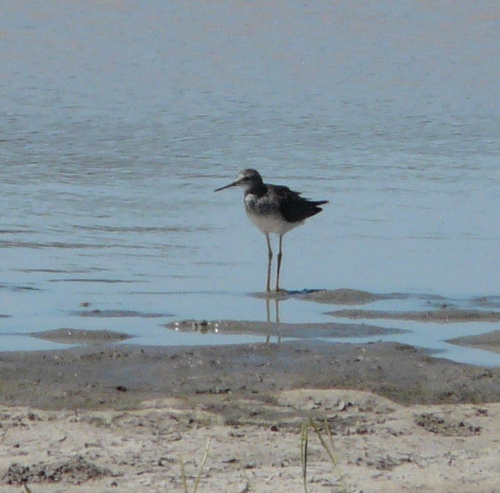 Lesser Yellowlegs - ML641877162