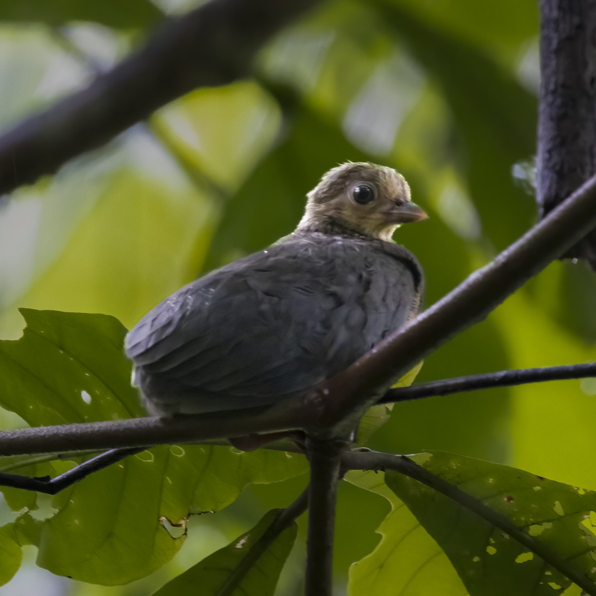 Maleo - ML641877182
