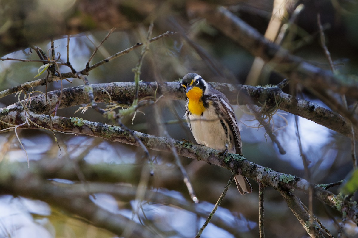 Yellow-throated Warbler - ML641877187