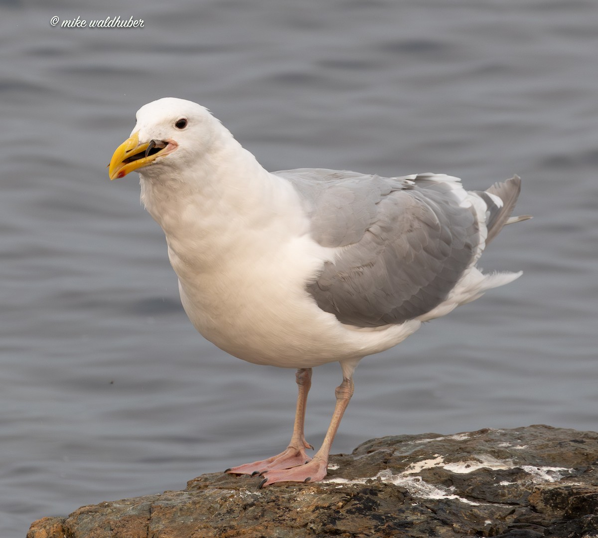 Glaucous-winged Gull - ML641877206