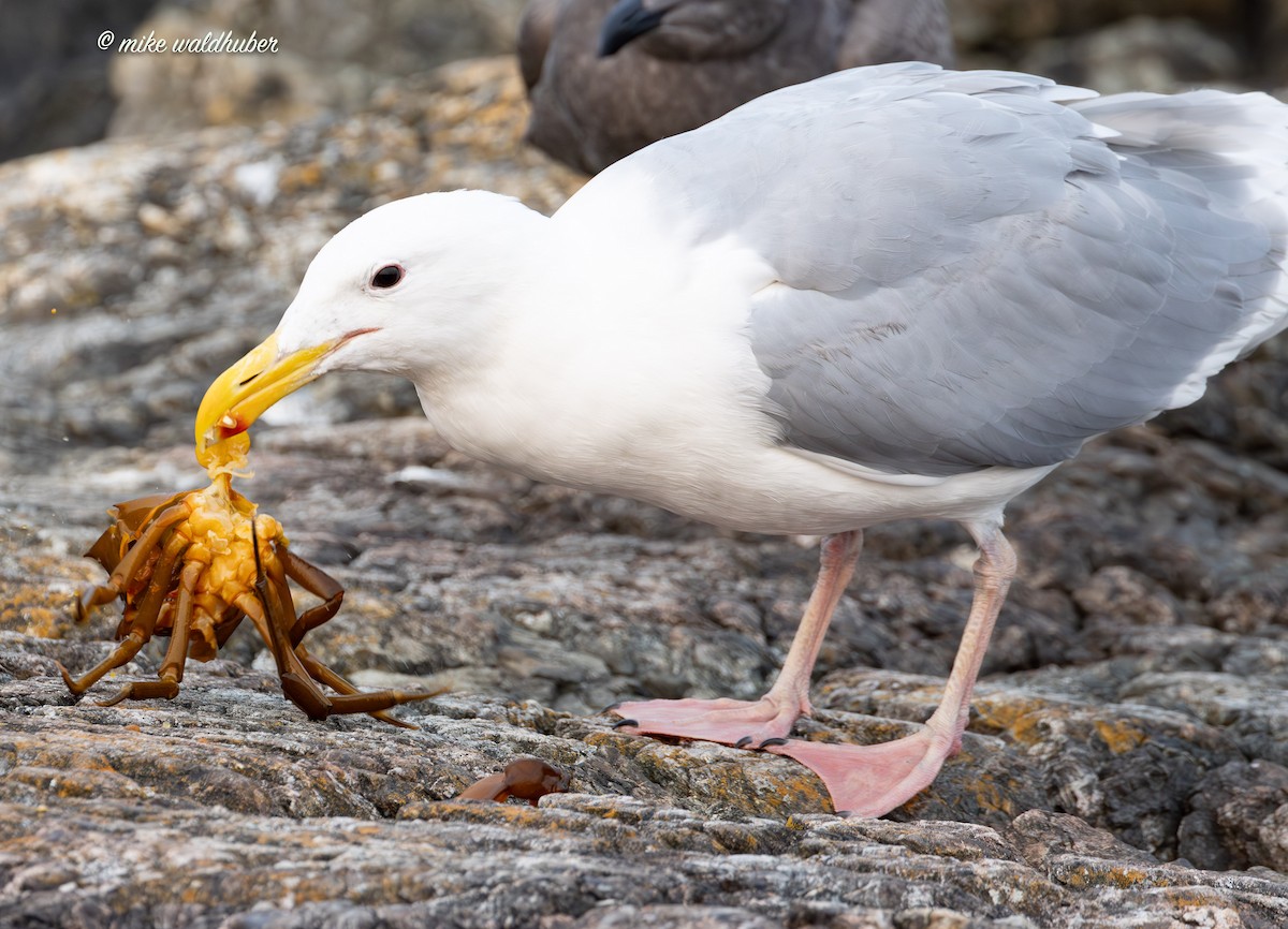 Glaucous-winged Gull - ML641877207