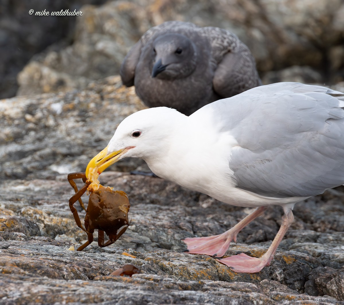 Glaucous-winged Gull - ML641877208