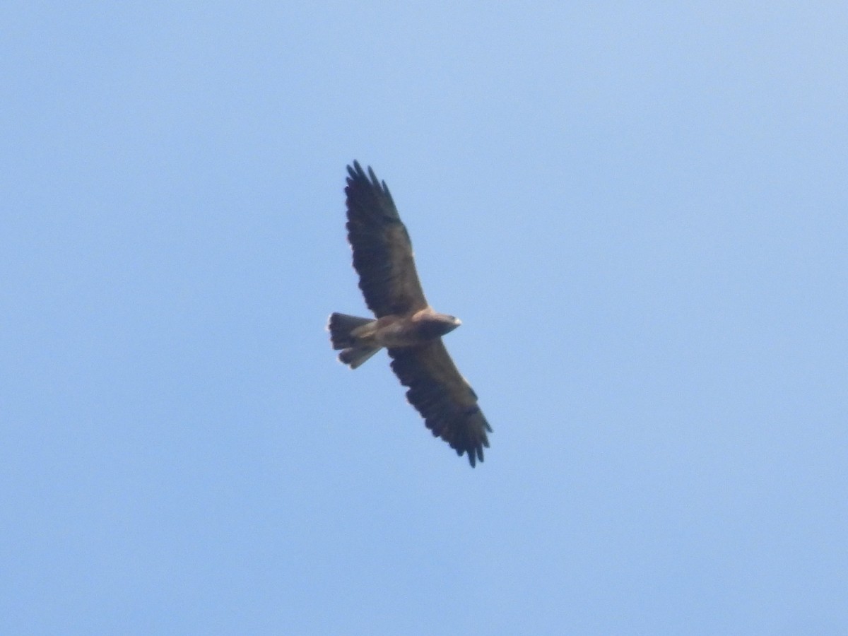 Swainson's Hawk - ML641877241