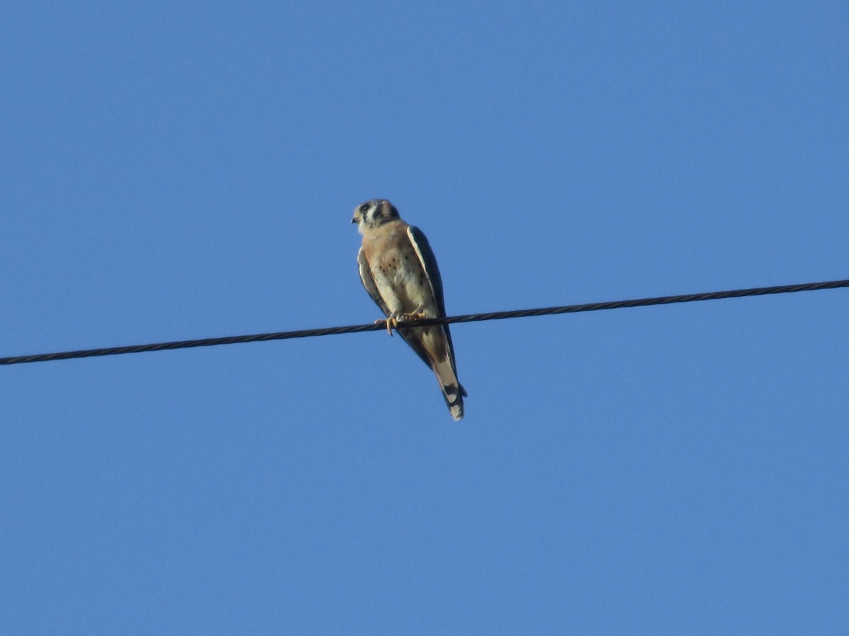 American Kestrel - ML641877242