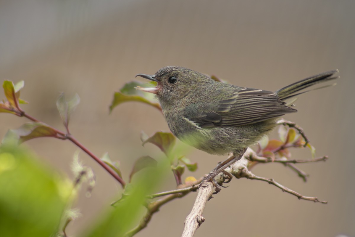Slaty Flowerpiercer - ML641877249