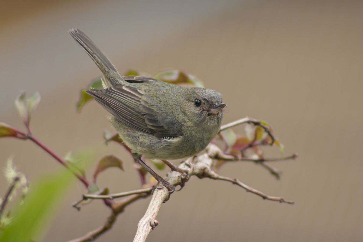 Slaty Flowerpiercer - ML641877250