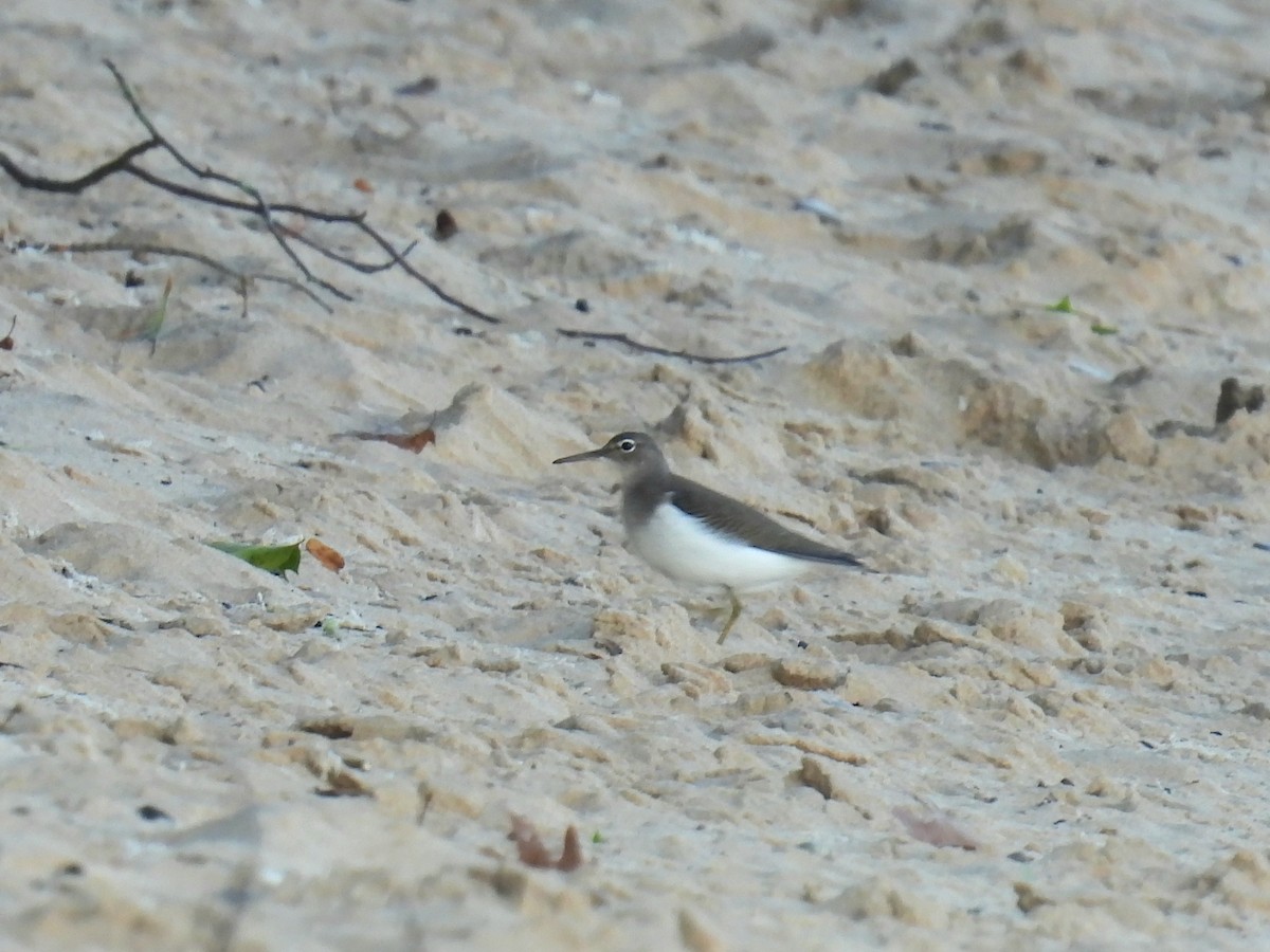 Spotted Sandpiper - ML641877252