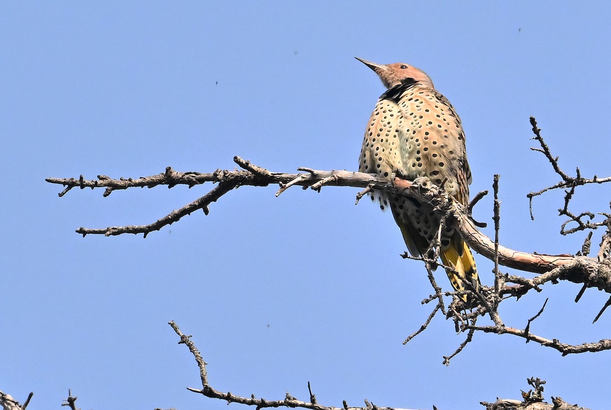 Northern Flicker (Yellow-shafted) - ML641877277