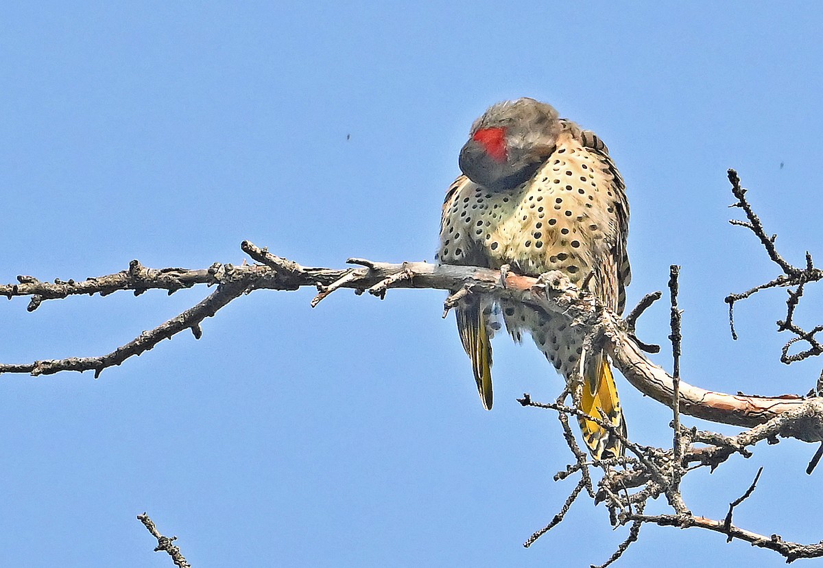 Northern Flicker (Yellow-shafted) - ML641877279