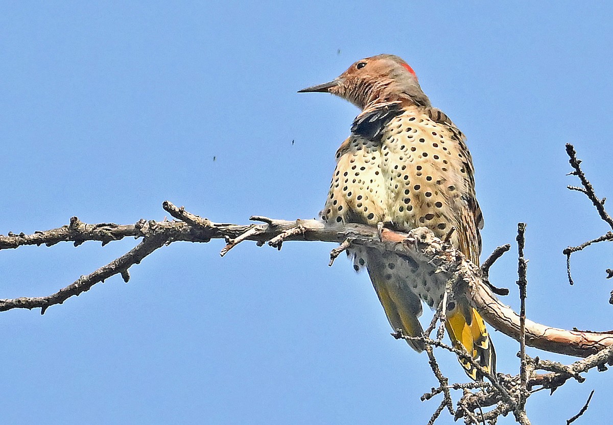 Northern Flicker (Yellow-shafted) - ML641877281