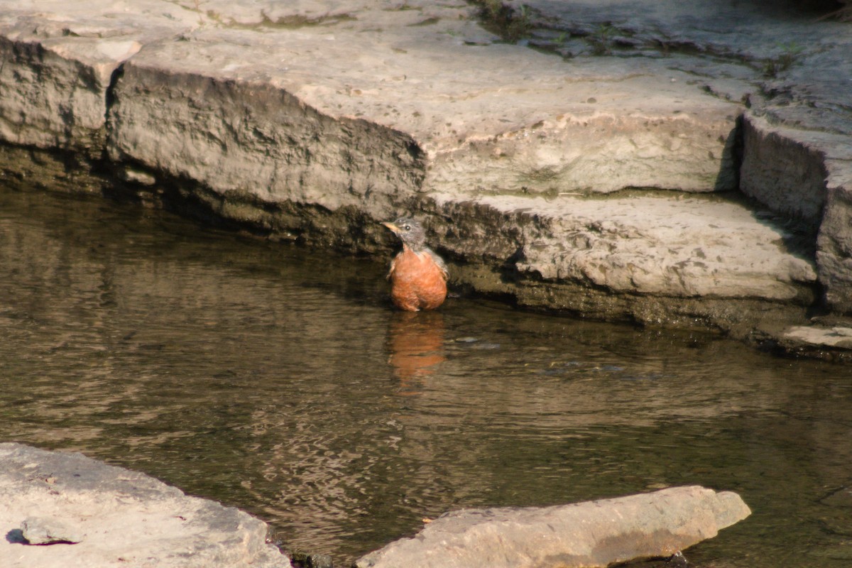 American Robin - ML641877286
