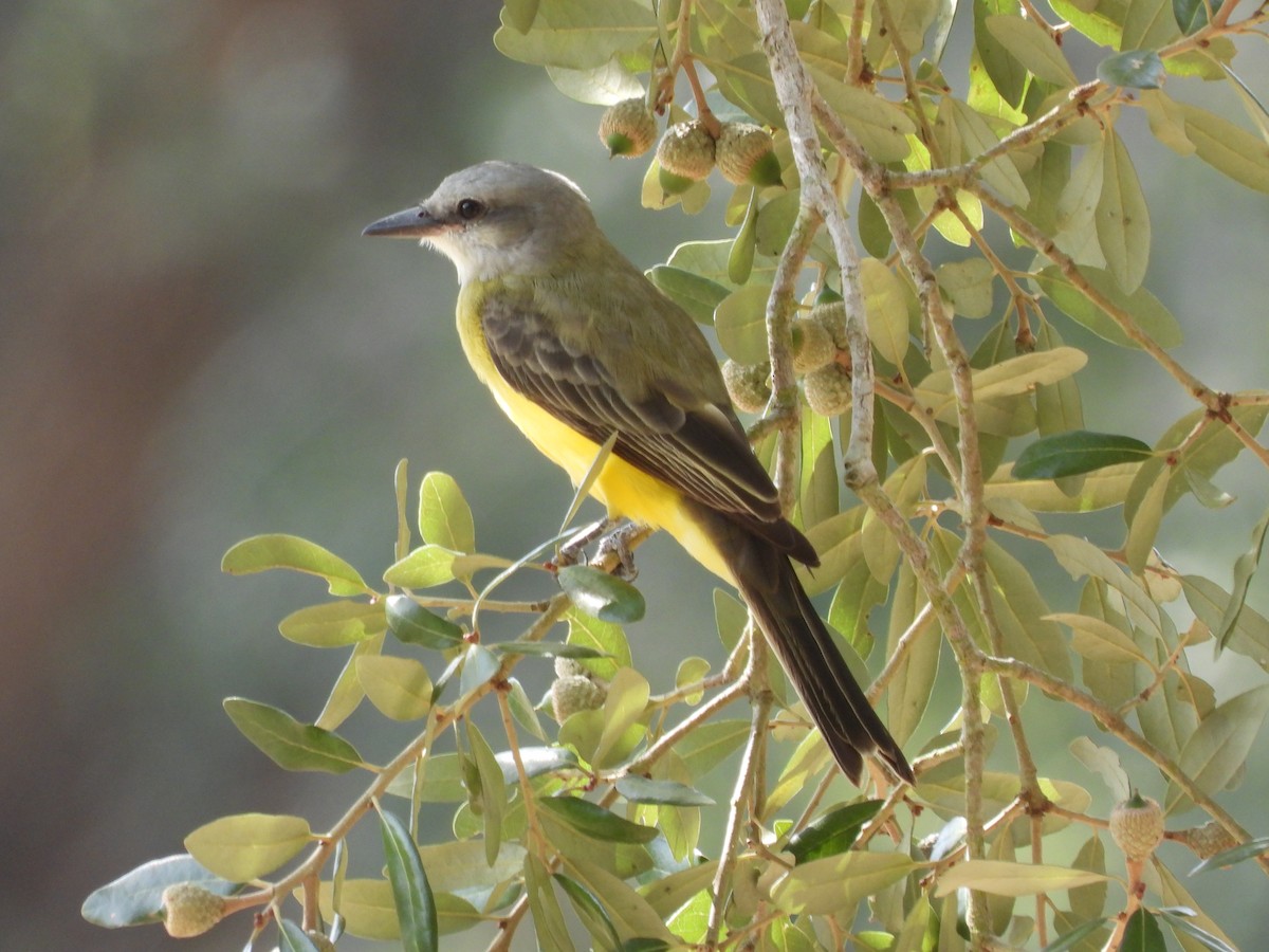 Couch's Kingbird - ML641877288