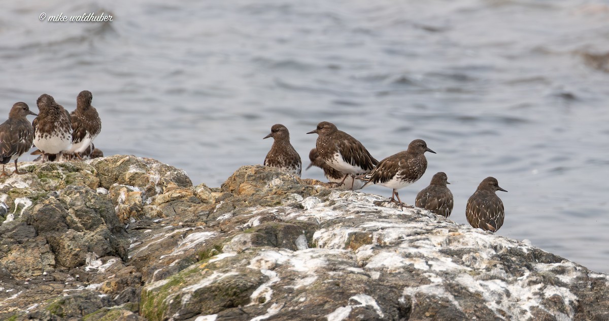 Black Turnstone - ML641877293