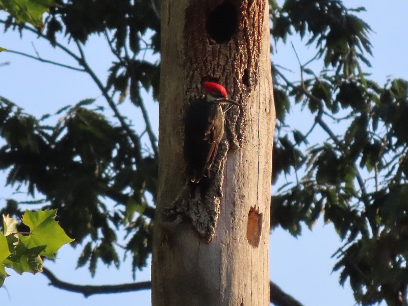 Pileated Woodpecker - ML641877294