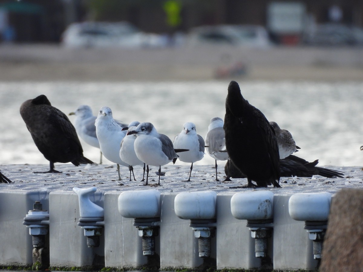 Mouette atricille - ML641877319