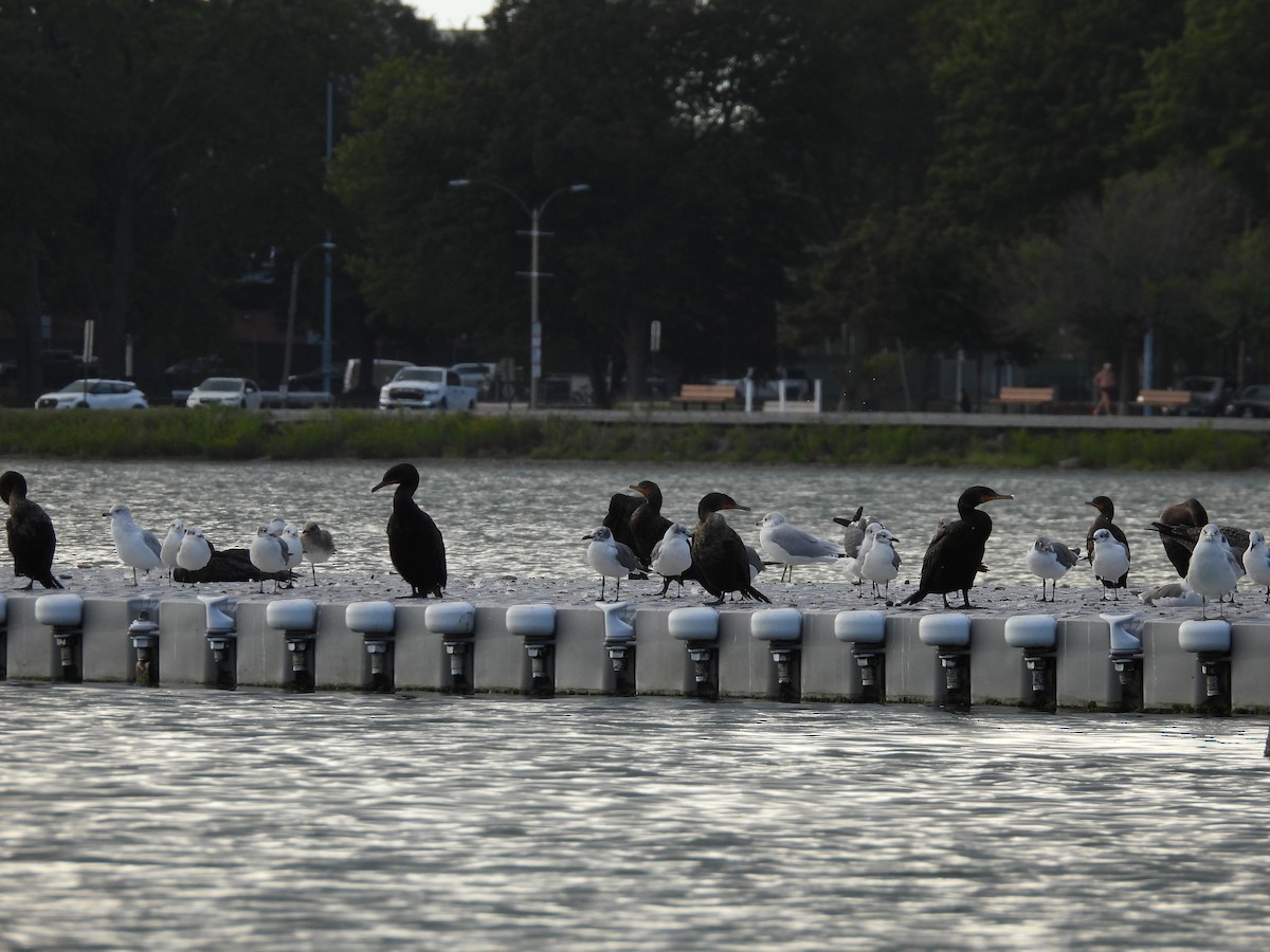 Cormoran à aigrettes - ML641877320