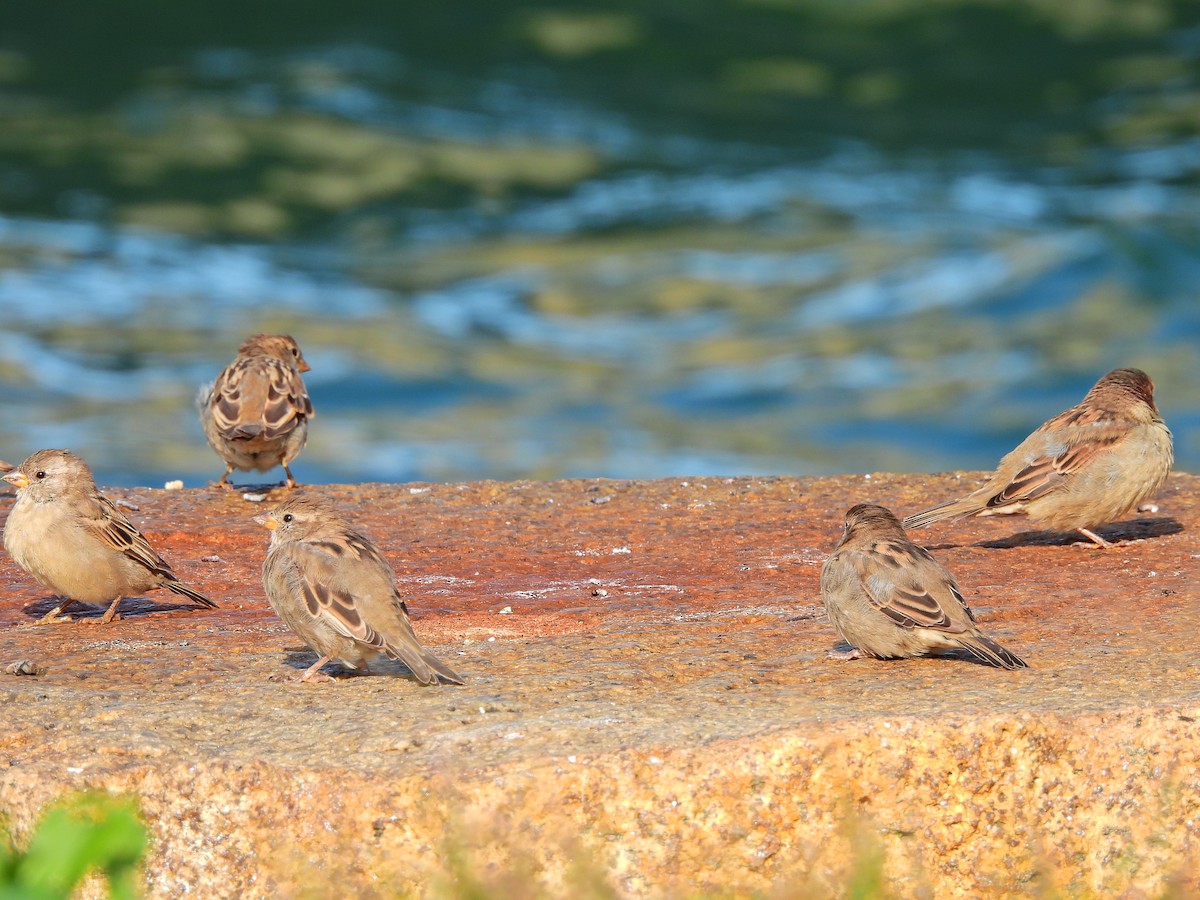 Moineau domestique - ML641877343