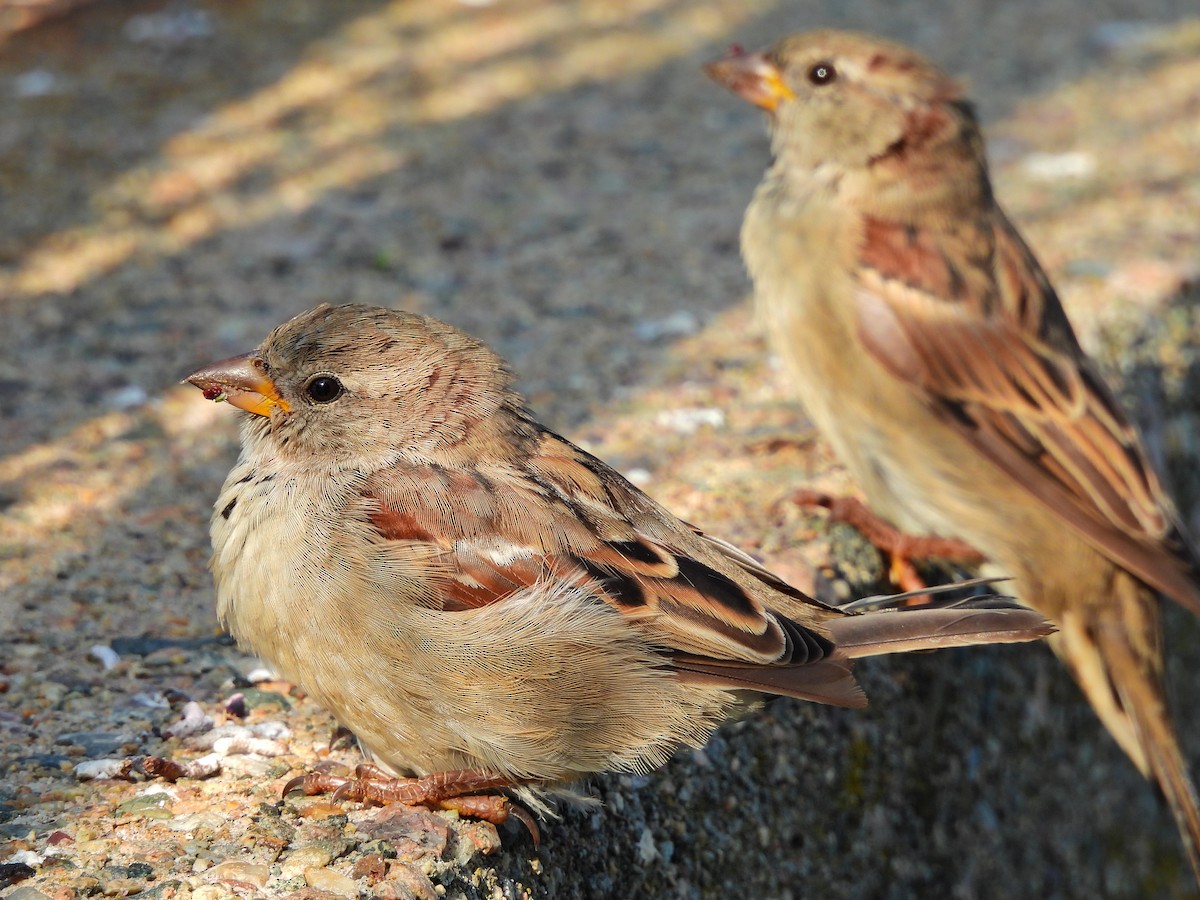 Moineau domestique - ML641877344