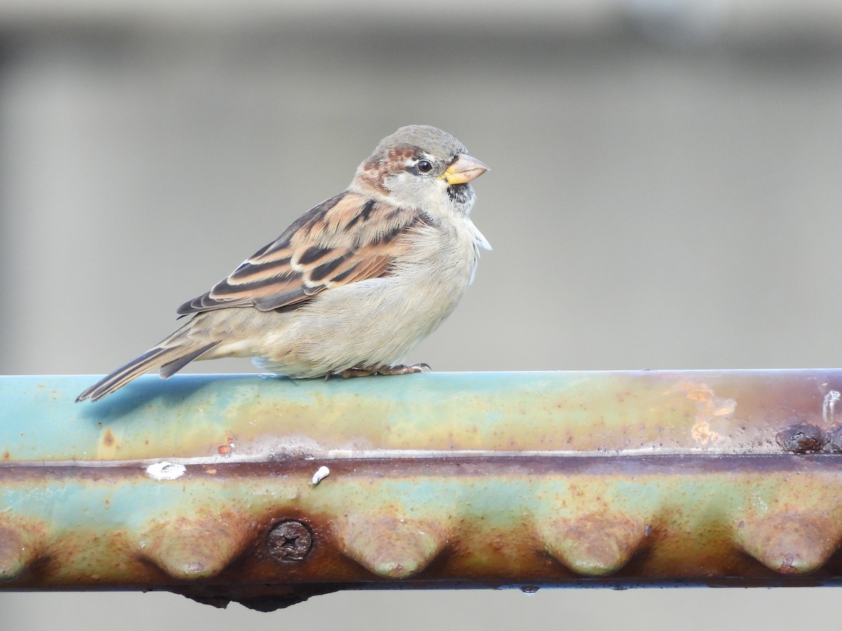 Moineau domestique - ML641877346
