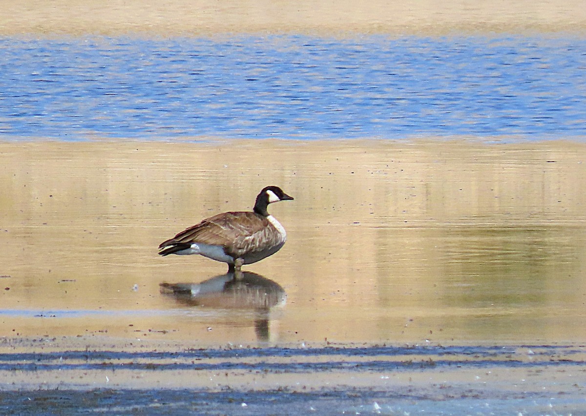 Canada Goose - ML641877353