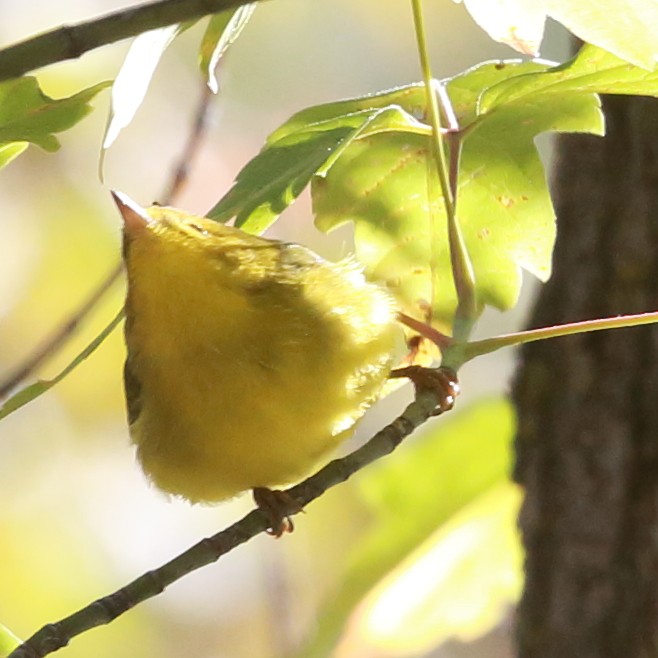 Wilson's Warbler - ML641877354