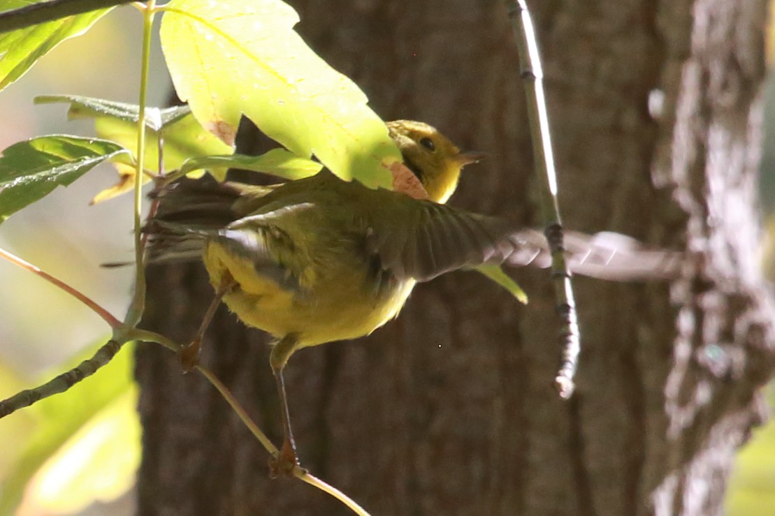Wilson's Warbler - ML641877355