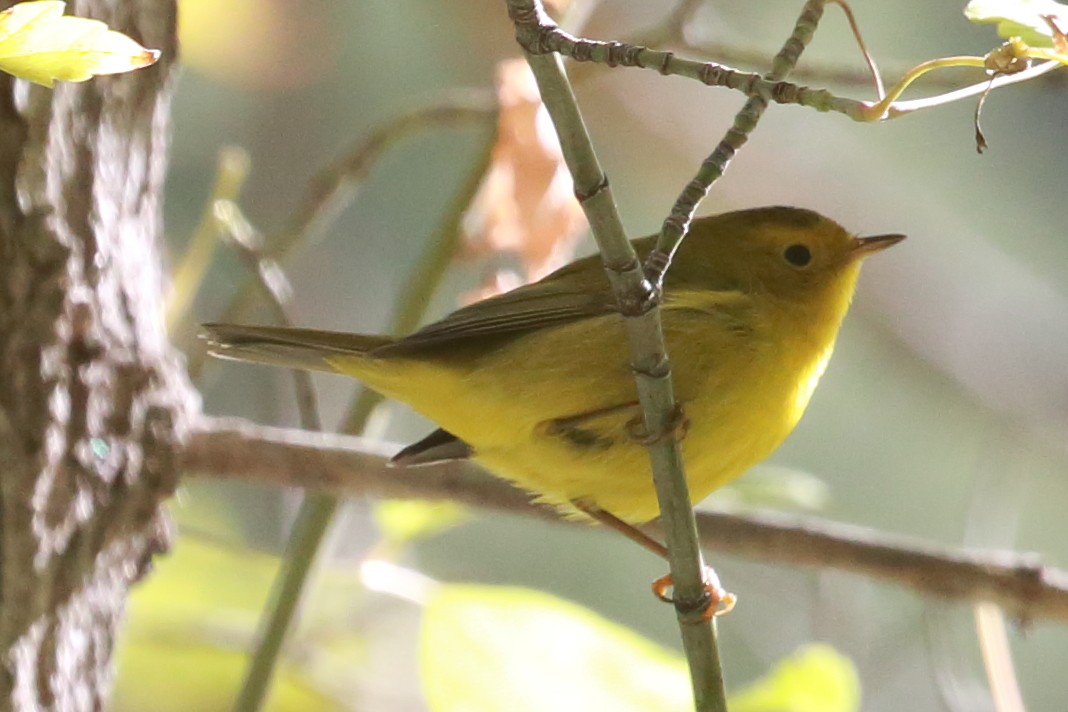 Wilson's Warbler - ML641877356