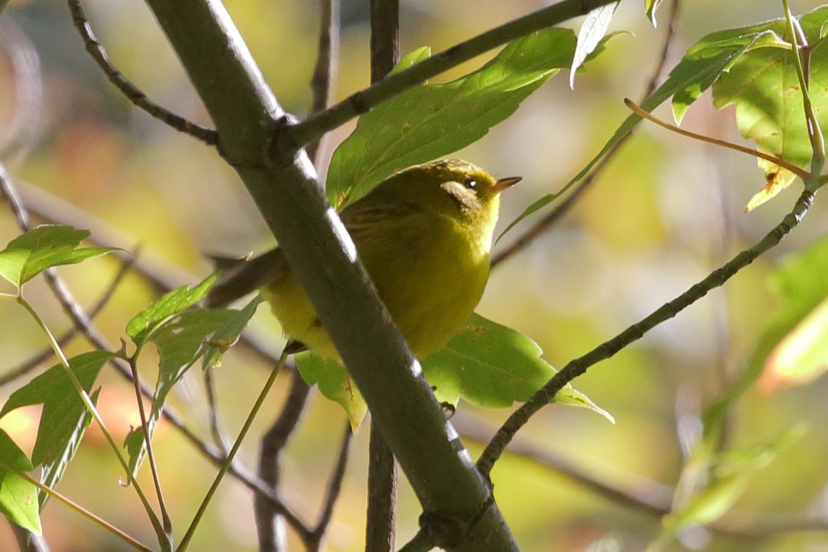 Wilson's Warbler - ML641877357