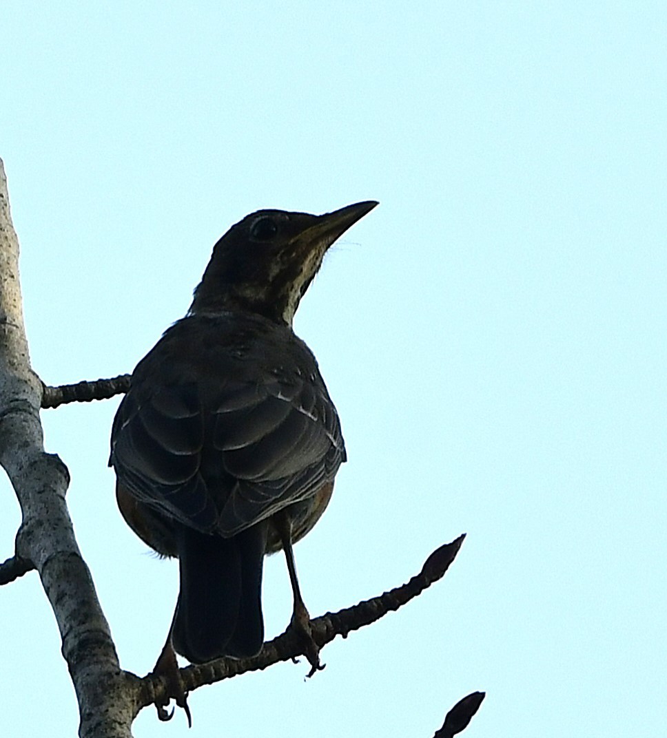 American Robin - ML641877366