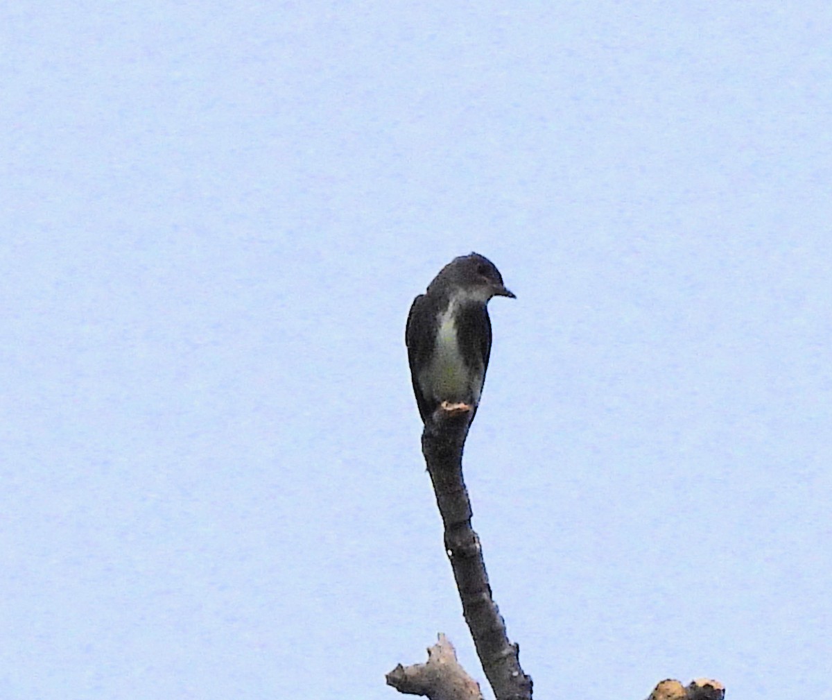 Olive-sided Flycatcher - ML641877382