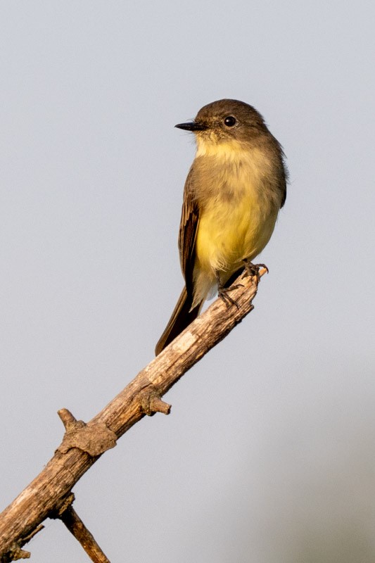 Eastern Phoebe - ML641877393