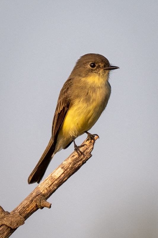 Eastern Phoebe - ML641877394