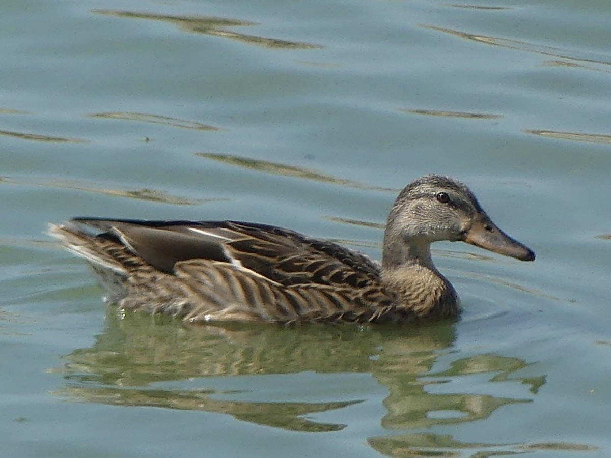 Зэрлэг нугас - ML641877395