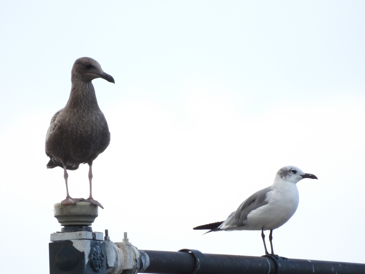 Mouette atricille - ML641877396