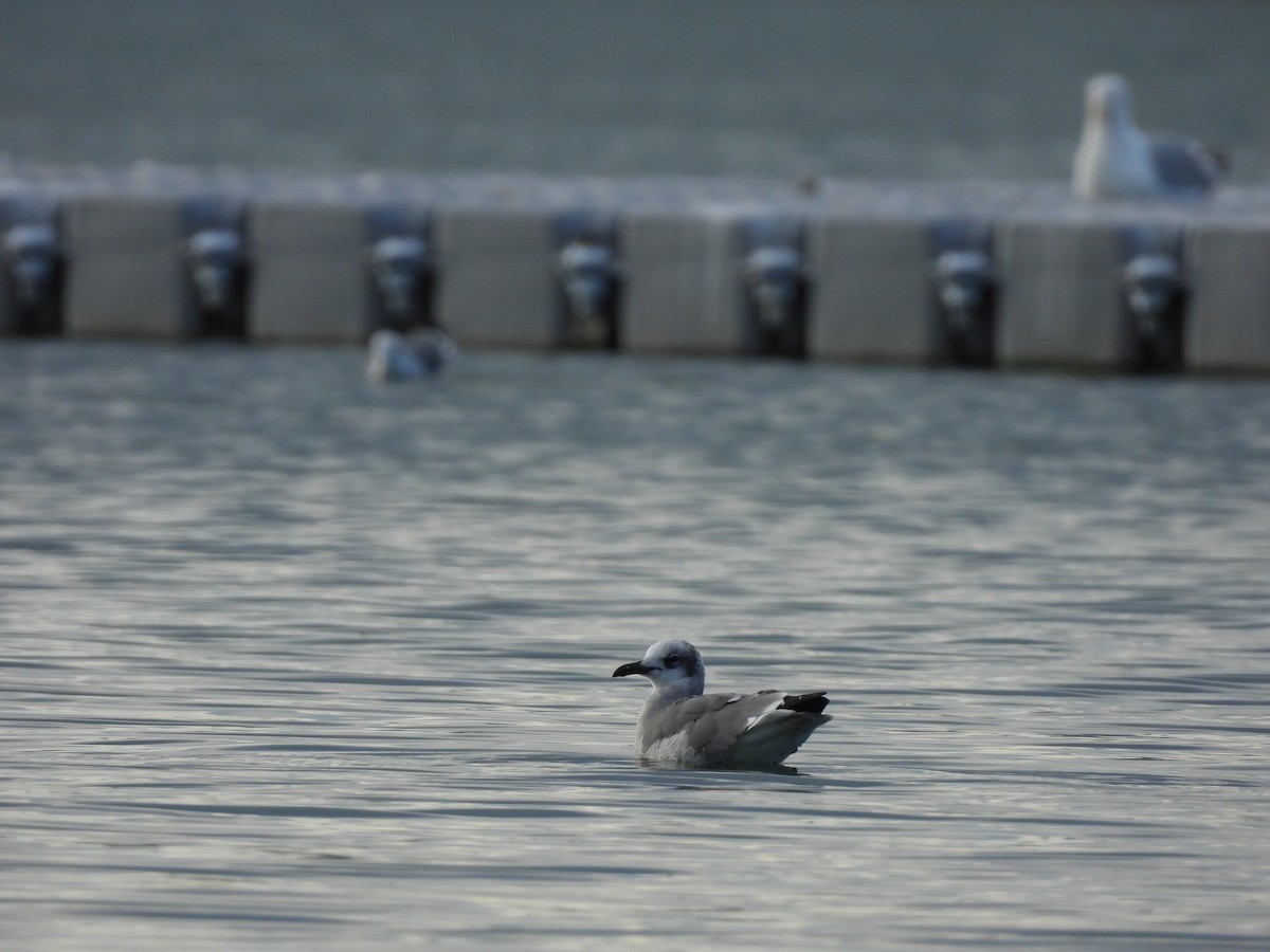 Mouette atricille - ML641877397